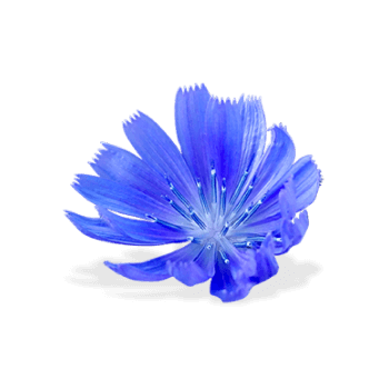 Inulina