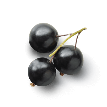 Estratto di frutti di ribes nero